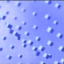PolyMomentum-Labs